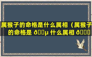 属猴子的命格是什么属相（属猴子的命格是 🌵 什么属相 🐟 的人）